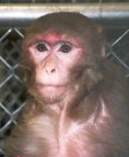 {Rachelle}