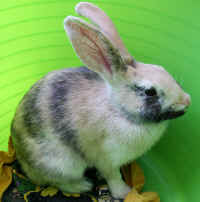 friskys - bo the rabbit adoptables - smaller.jpg (352176 bytes)