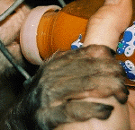 friskys_bottle_fed02.gif (107571 bytes)