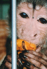 monkey05.gif (201660 bytes)