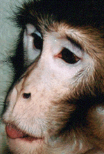 monkey06.gif (203520 bytes)