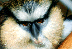 monkey09.gif (192135 bytes)