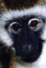 monkey10.gif (180193 bytes)