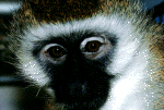 monkey11.gif (172200 bytes)