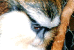 monkey14.gif (151155 bytes)