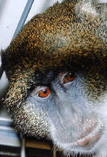 monkey16.gif (203645 bytes)