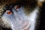 monkey17.gif (185324 bytes)