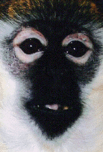 monkey19.gif (179643 bytes)