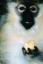 monkey21.gif (183747 bytes)