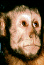 monkey22.gif (153785 bytes)