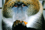 monkey24.gif (202276 bytes)