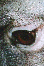 monkey25.gif (217384 bytes)