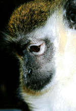 monkey27.gif (153906 bytes)