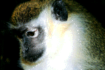 monkey30.gif (145918 bytes)