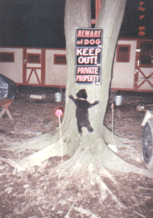 Bear up Tree