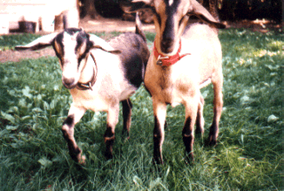 Goats