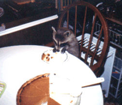 Coon at Table