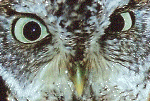 owl01.gif (221143 bytes)