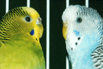 parakeets01.gif (162978 bytes)