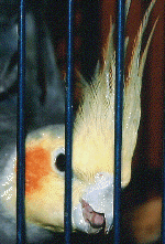 parakeets03.gif (184451 bytes)