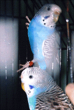 parakeets04.gif (175219 bytes)
