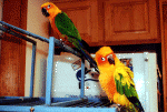 parrot01.gif (146153 bytes)