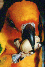 parrot03.gif (199283 bytes)