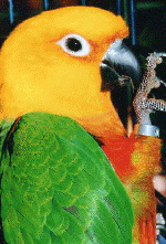 parrot04.gif (173290 bytes)