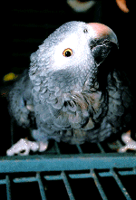 parrot06.gif (111343 bytes)