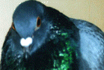 pigeon01.gif (188690 bytes)