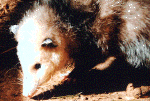 possum01.gif (200137 bytes)