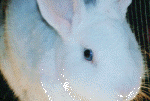 rabbit01.gif (150940 bytes)