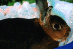 rabbit02.gif (147566 bytes)