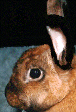 rabbit05.gif (193239 bytes)