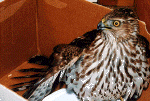 raptor01.gif (190485 bytes)