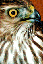 raptor02.gif (174836 bytes)