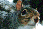 squirrel02.gif (215536 bytes)