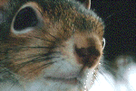 squirrel03.gif (198311 bytes)