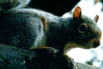 squirrel05.gif (172720 bytes)