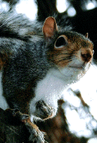 squirrel06.gif (179746 bytes)