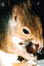 squirrel08.gif (179545 bytes)